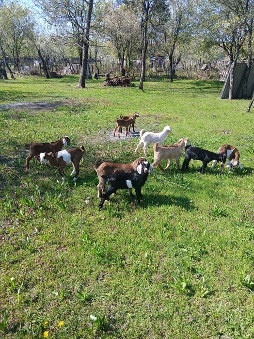 Capre, iezi și țap anglo-nubian....