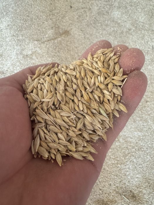 Grîu 1,2 Porumb  1,4 Orz1,5 Ovăz1,5 Ofer Transport GRATUIT