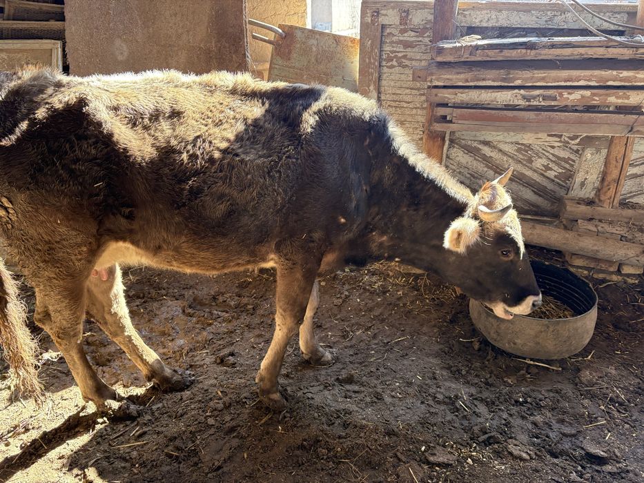 Зотдор моллар сотилади