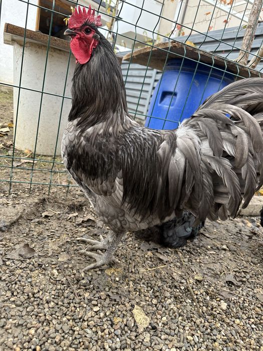 Cocos Australorp albastru rasă pură