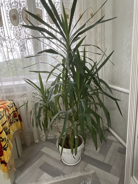 Пальма       Юка