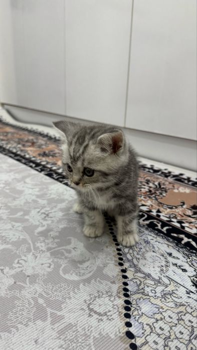 кошка скоттиш страйт