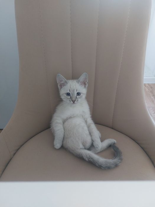 Отдам котенка в хорошие руки