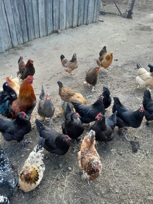 Продам молодых кур несушек