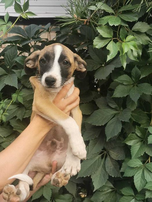 Послушные щенята