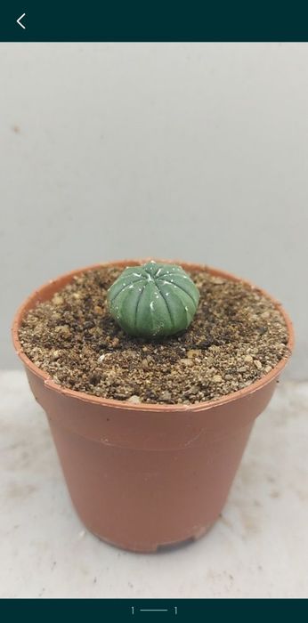 Кактус без колючек