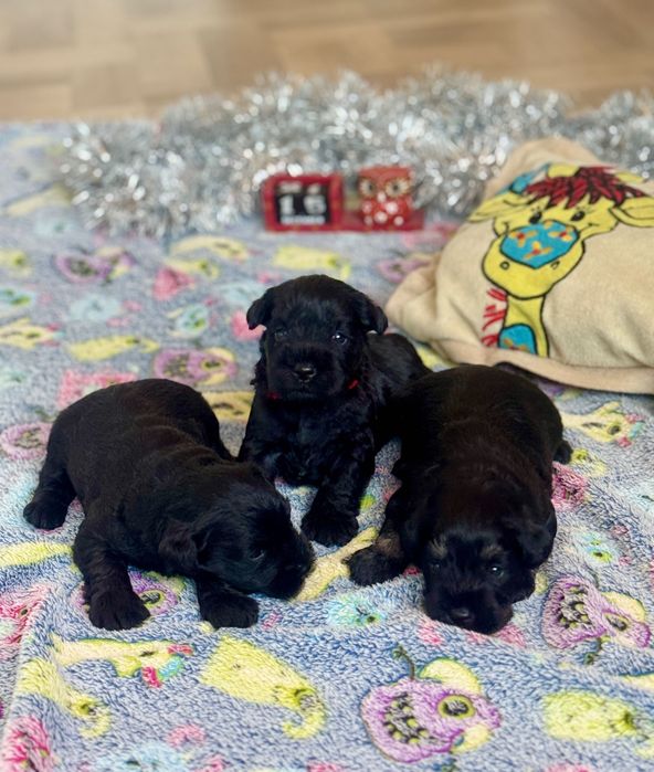 Малки цвергшнауцери търсят своя дом