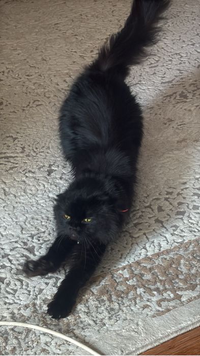 Кошка шотландская