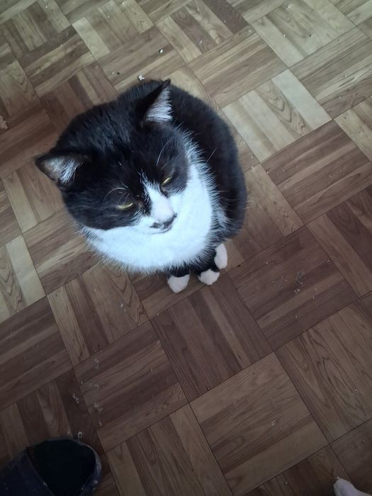 Хубавата Адолфина търси дом