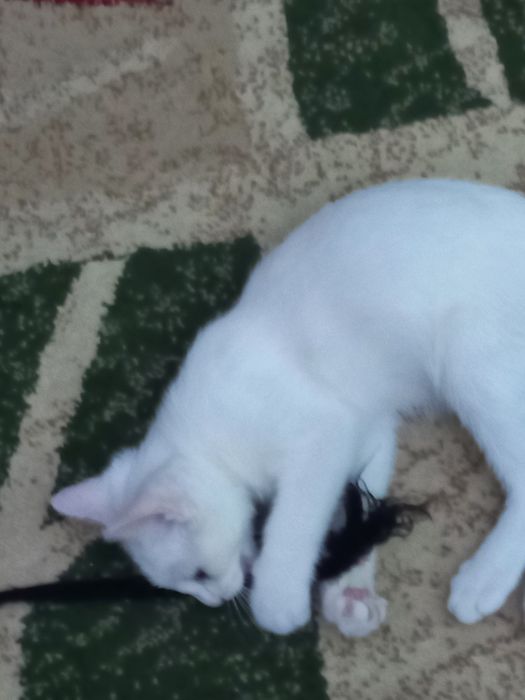Бесплатно котёнок мальчик
