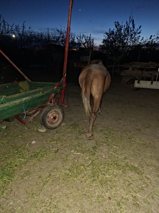 Vând iapa bună de ham