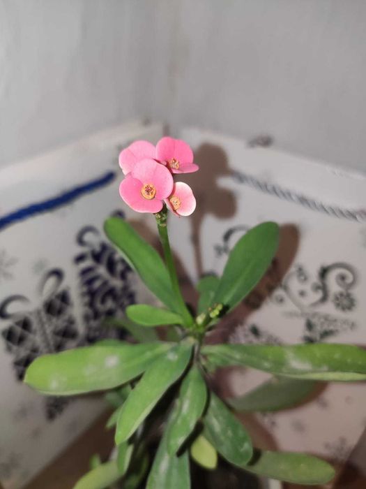 Колеус домашний  и другие