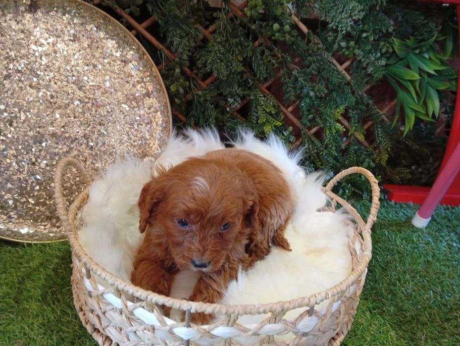 Cavapoo fetița jucausa