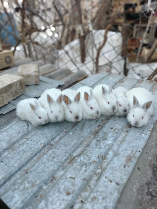 Кролики калифорния