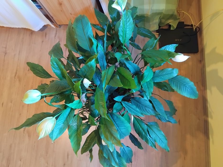 Planta ornamentala de camera Crinul pacii