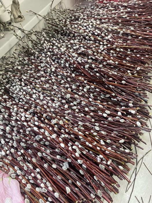 Верба красная разной длины