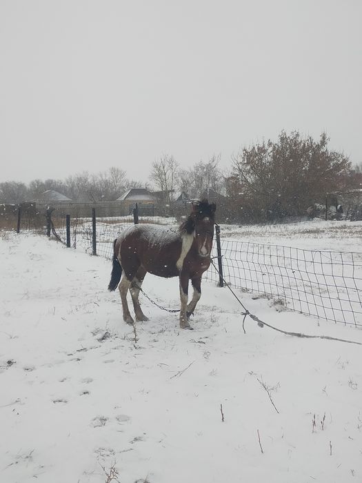 Бестік ат сатылады бағасы келісімді