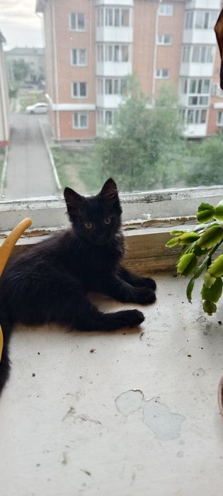 Отдам котика в добрые руки