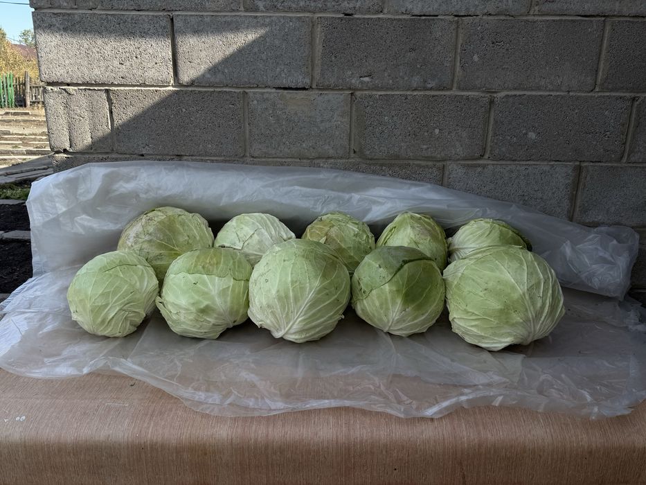 Продам домашнюю капусту