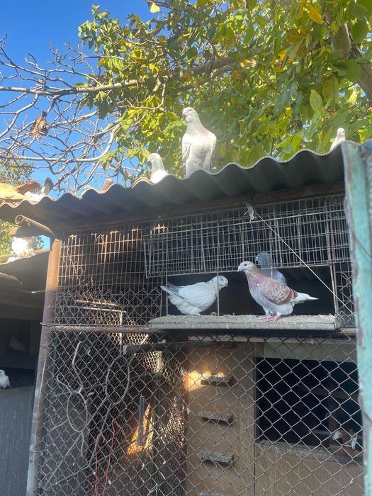 Porumbei de vânzare