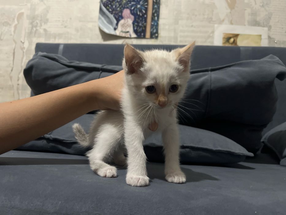 Отдадим котят в добрые руки