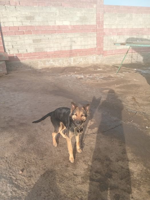 Немецкая овчарка