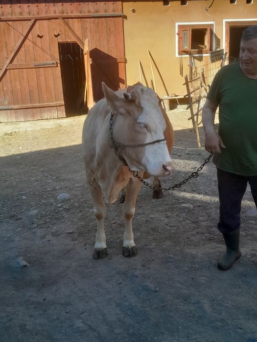 De vânzare  vaca  băltata  gestantă ân luna a 9