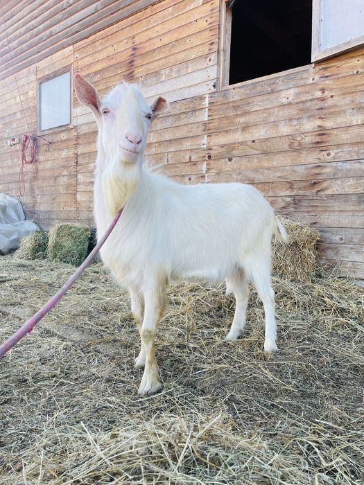 Vand tap saanen de 2 ani