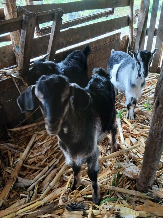 Disponibili 2 iede si un tăpisor