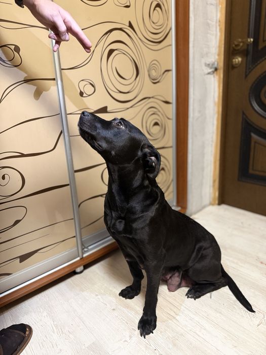 Питбуль чистокровный