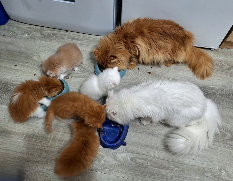 Персийска котета