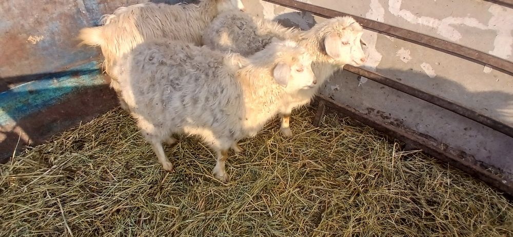 Продам двух коз...