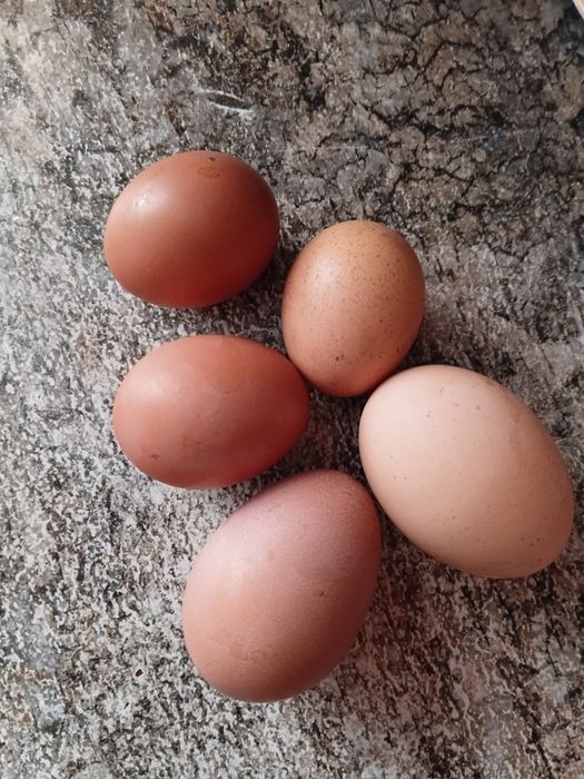 Продаются куры несушки