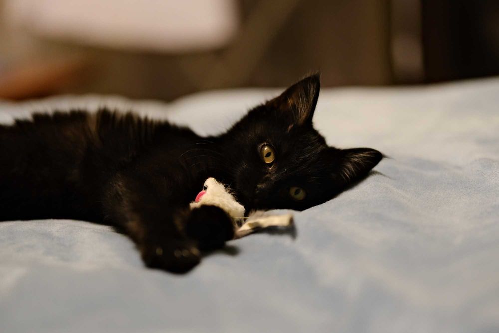 Котенок в добрую семью!