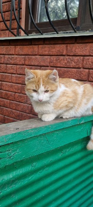 Отдадим в добрые руки кота и кошечку