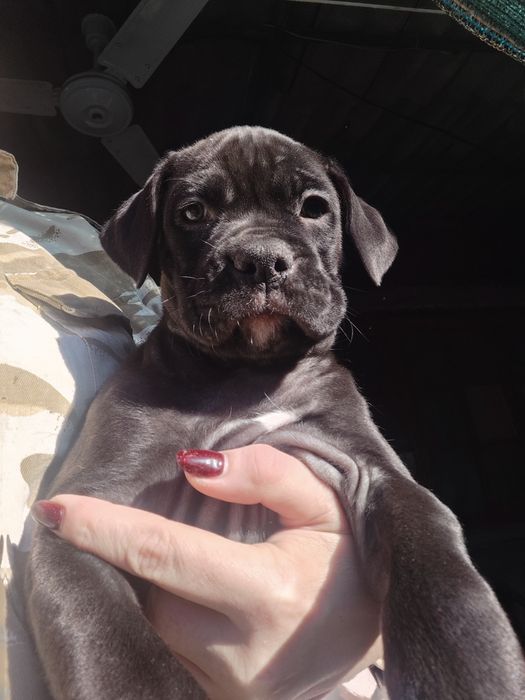 Щенки  микс ////