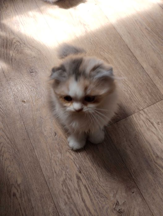 Шотландские котята