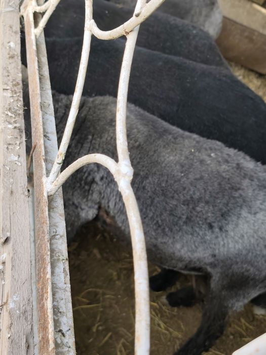 Qoʻchqorlar sotiladi