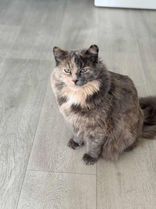 Отдам кошку в добрые руки