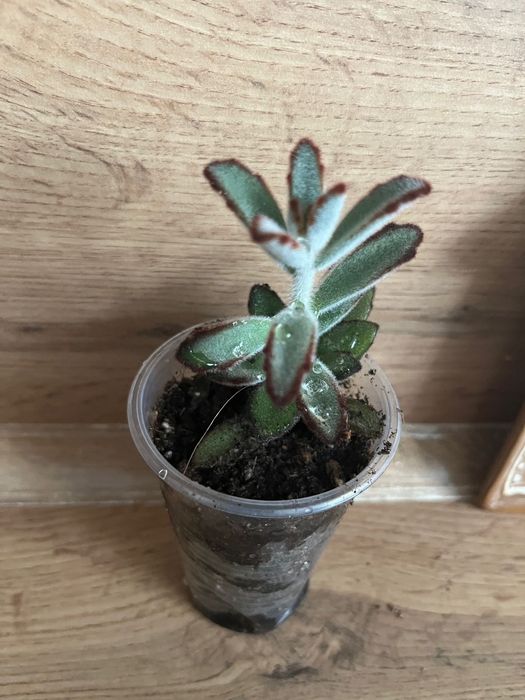 Сукулент. Каланхое