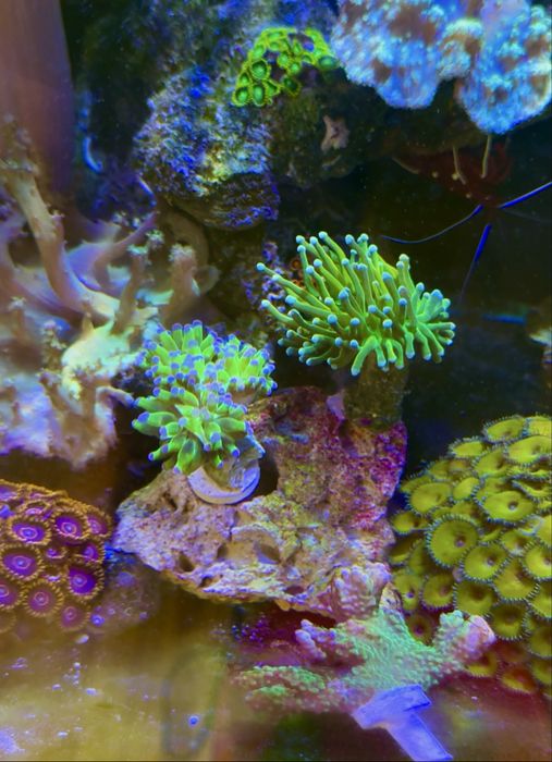 Морские рыбки и кораллы