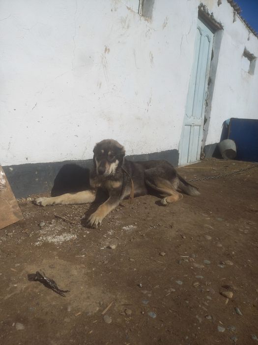 Алабай кушик срочна