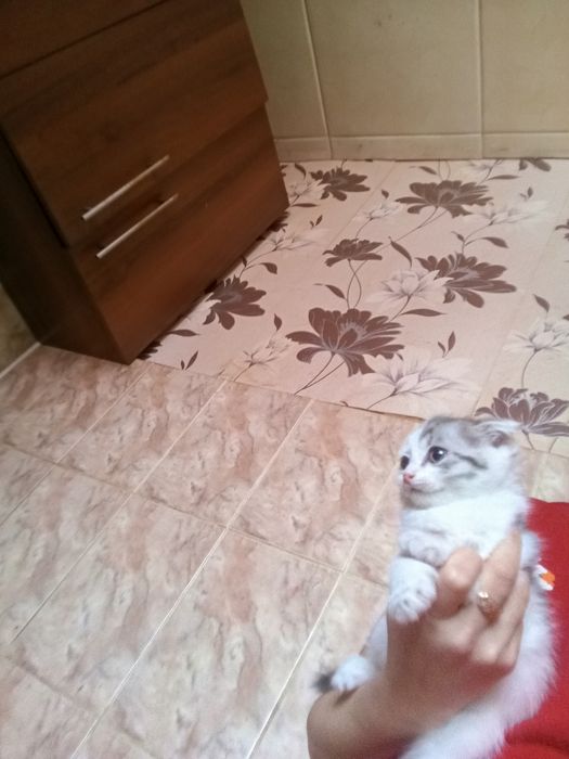 Вислоушки.Шотланские1,5 месяцев.