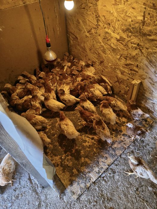 Vad pui de 6 saptamani rasa Lohman Brown