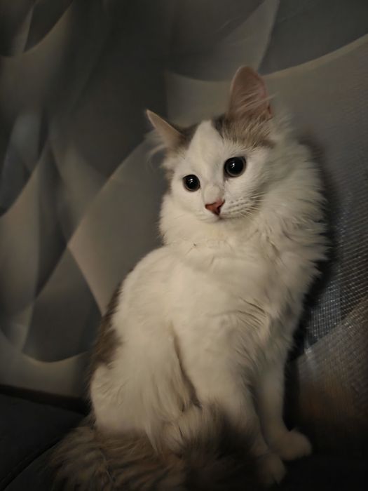 Киса ищет любящую семью.