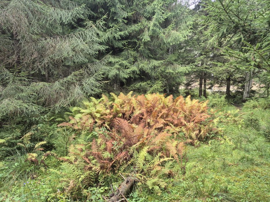 Teren de vis Valea Ierii