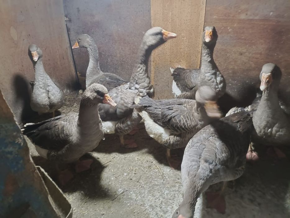 Продам гусей крупные