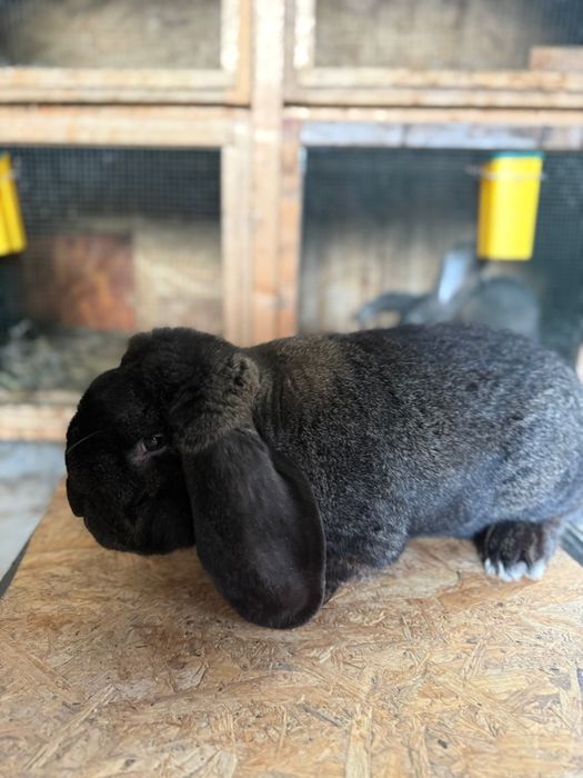 Vând iepuri neozeelanadez roșu,berbec german,uriaș german