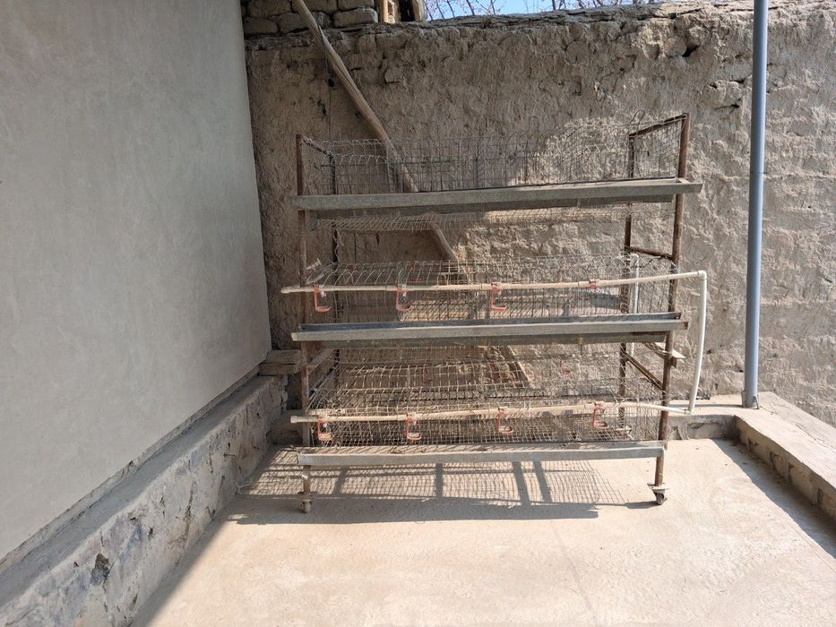Tovuqlaga katak sotiladi