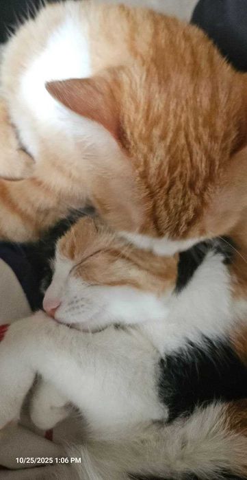 Отдам 2 кошек: стерилизованы, умные + Авто-лоток и авто-кормушка